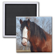 Clydesdale Magnet