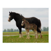 clydesdale mare and filly post cards