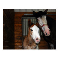 Clydesdale mare and filly post cards