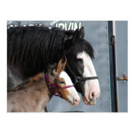 clydesdale mare and filly postcards