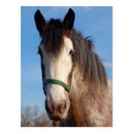 clydesdale mare post cards