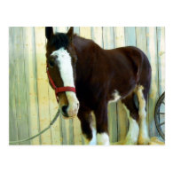 Clydesdale Post Card