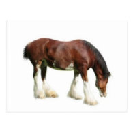 clydesdale post cards