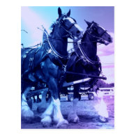 Clydesdale Postcard
