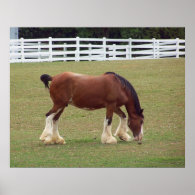 Clydesdale Print