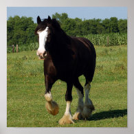 Clydesdale running print
