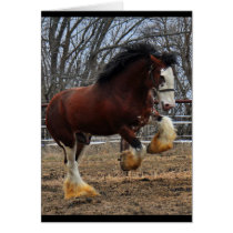 Clydesdale stud colt running greeting card
