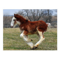 Clydesdale stud colt running post card