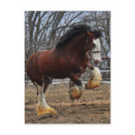 Clydesdale stud colt running postcard