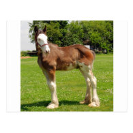 clydesdale stud post card