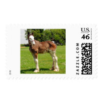 clydesdale stud postage stamps