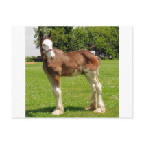clydesdale stud postcards