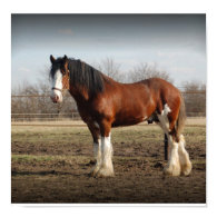 Clydesdale stud Print print