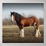 Clydesdale stud Print