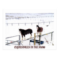 CLYDESDALES IN THE SNOW POSTCARD