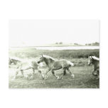 Clydesdales Postcard