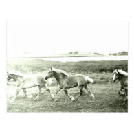 Clydesdales Postcard