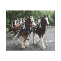 Clydesdales Pulling Carriage Canvas Print
