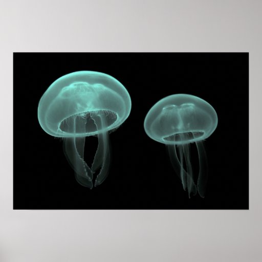 Cnidaria Posters