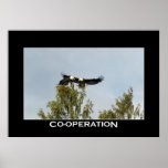 CO-OPERATION Bald Eagles Photo Poster