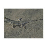 Coachella Valley National Wildlife Refuge Postcards