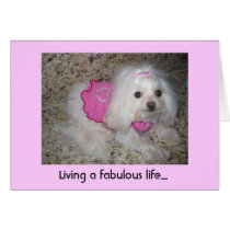 coacoa, Living a fabulous life... cards by unicammp coacoa, Living a fabulous life... cards