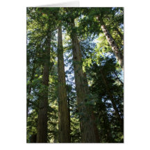 Coast Redwood Trees Card