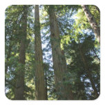 Coast Redwood Trees Stickers
