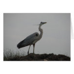 Coastal Bird in Sand Dunes cards
