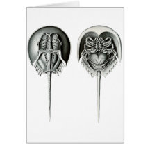 Coastal Horseshoe Crab Greeting Cards