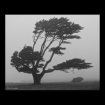 Coastal Monterrey Pine posters
