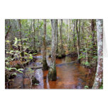 Coastal Plain stream, braided system, sandbed stre Greeting Cards