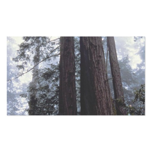 Coastal Redwoods, Lady Bird Johnson Grove, Califor Business Card Templates (back side)