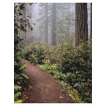 Coastal redwoods, Lady Bird Johnson Grove, Califor flyers