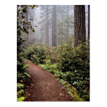 Coastal redwoods, Lady Bird Johnson Grove, Califor Postcard