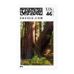 Coastal Redwoods Postage Stamps