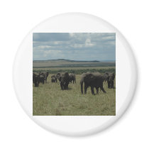 Coaster  African Wildlife magnets