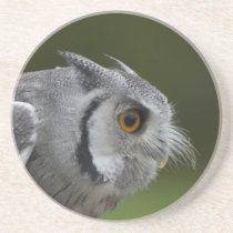 Coaster - Baby Grey Owl