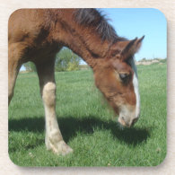 Coaster - Clydesdale Foal