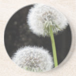 Coaster - Dandelions
