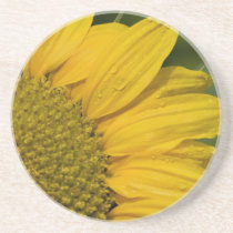 Coaster - Sunflower With Raindrops
