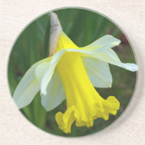 Coaster - Yellow Daffodil Flower