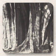 Coasters Tree Cypress Arbor del Tule Oax. Mexico