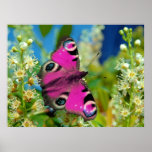 Coat of Many Colors Posters
