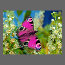 Coat of Many Colors posters