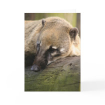 Coati Closeup Card by angeleyes_9136 Coati Closeup Card