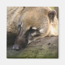 Coati Closeup Magnet