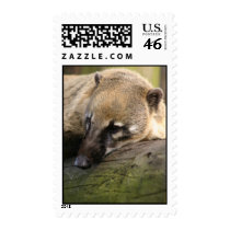 Coati Closeup Postage