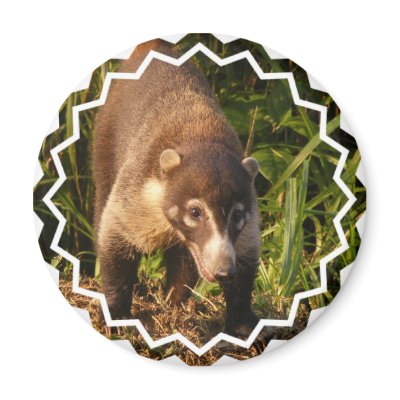 Coatimundi+for+sale