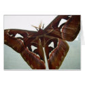 Cobra Moth cards